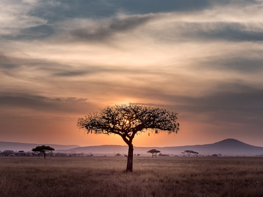 Lush African forest landscape